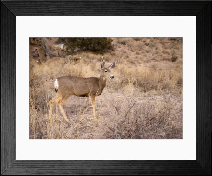 Framed Print : Mule Deer - Frijoles Canyon - Bandelier National Monument - New Mexico - USA Framed Print : Mule Deer - Frijoles Canyon - Bandelier National Monument - New Mexico - USA