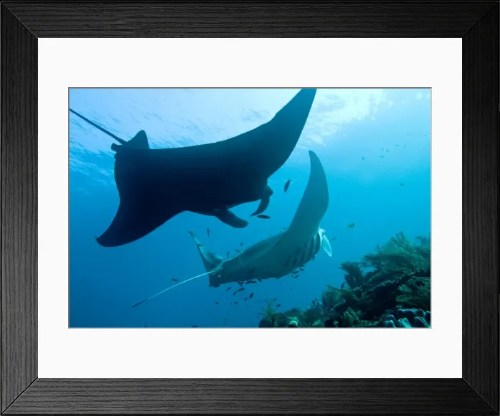 Framed Print : Manta Rays - line up at a cleaning station - The front ray is being cleaned by dozens of cleaner wrasse while the back ray waits for her turn. Note the difference in colour. The black ray is unusual. Raja Ampat, Indonesia Framed Print : Manta Rays - line up at a cleaning station - The front ray is being cleaned by dozens of cleaner wrasse while the back ray waits for her turn. Note the difference in colour. The black ray is unusual. Raja Ampat, Indonesia
