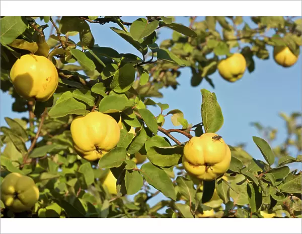 apple quince - ripe, yellow fruits of apple quince on a quince tree in autumn - Baden-Wuerttemberg, Germany
