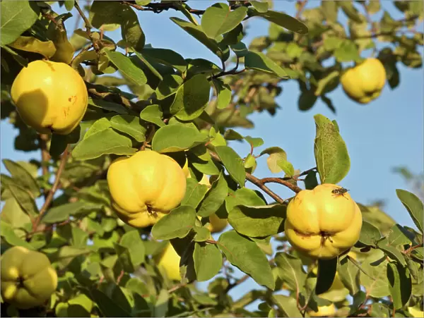 apple quince - ripe, yellow fruits of apple quince on a quince tree in autumn - Baden-Wuerttemberg, Germany