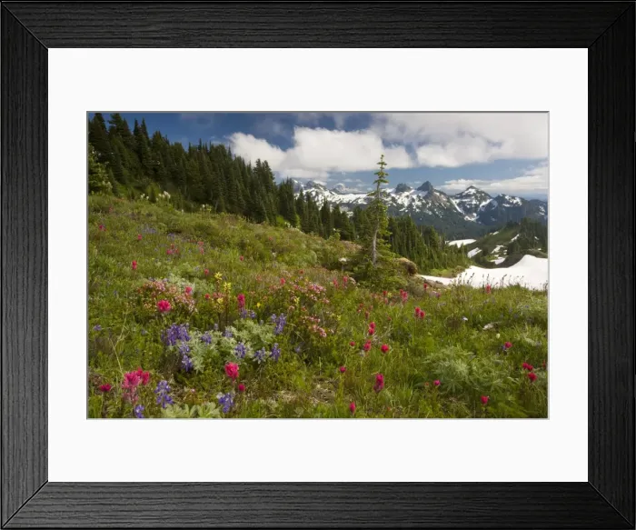 Framed Print : Spectacular mountain meadows with lupines, Magenta Paintbrush, red heather etc. on Mount Rainier, with Tatoosh Range beyond; Cascade Mountains, Washington USA Framed Print : Spectacular mountain meadows with lupines, Magenta Paintbrush, red heather etc. on Mount Rainier, with Tatoosh Range beyond; Cascade Mountains, Washington USA
