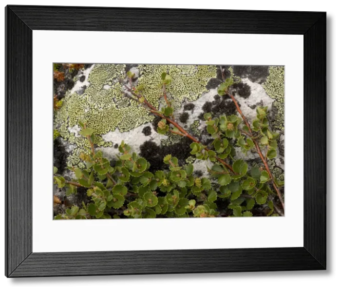 Framed Print : Dwarf birch (Betula nana), Dovrefjell, Norway Framed Print : Dwarf birch (Betula nana), Dovrefjell, Norway