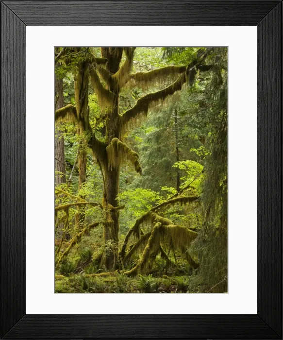 Framed Print : Big Leaf Maple - trees in wet temperate rain forest, Quinault Valley, Olympic National Park, Washington Framed Print : Big Leaf Maple - trees in wet temperate rain forest, Quinault Valley, Olympic National Park, Washington