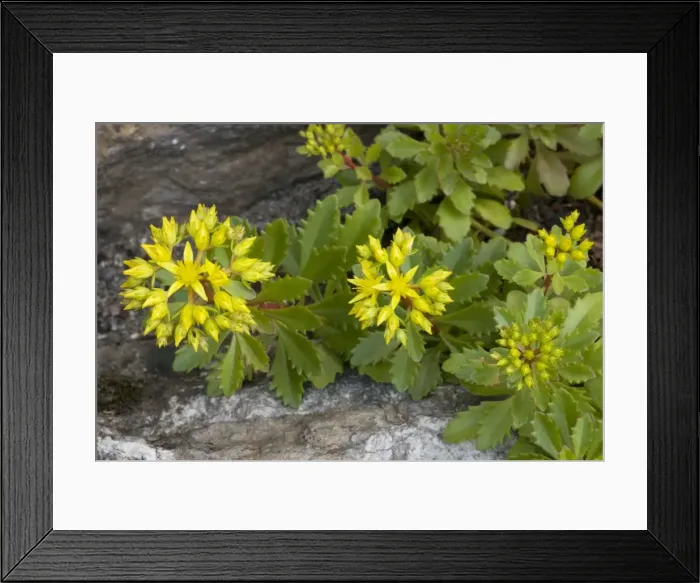 Framed Print : A stonecrop (Sedum hybridum) from Scandinavia; also grown in gardens Framed Print : A stonecrop (Sedum hybridum) from Scandinavia; also grown in gardens