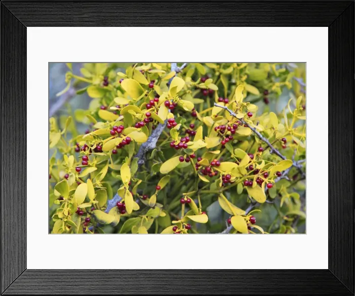 Framed Print : Spanish or Red Berried Mistletoe - ripe berries, Grazalema, Andalucia, Spain Framed Print : Spanish or Red Berried Mistletoe - ripe berries, Grazalema, Andalucia, Spain