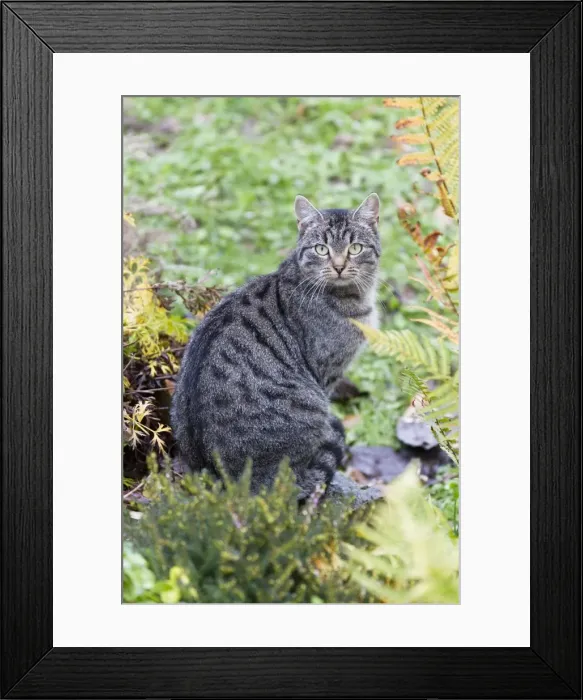 Framed Print : Cat - sitting in garden - Lower Saxony - Germany Framed Print : Cat - sitting in garden - Lower Saxony - Germany