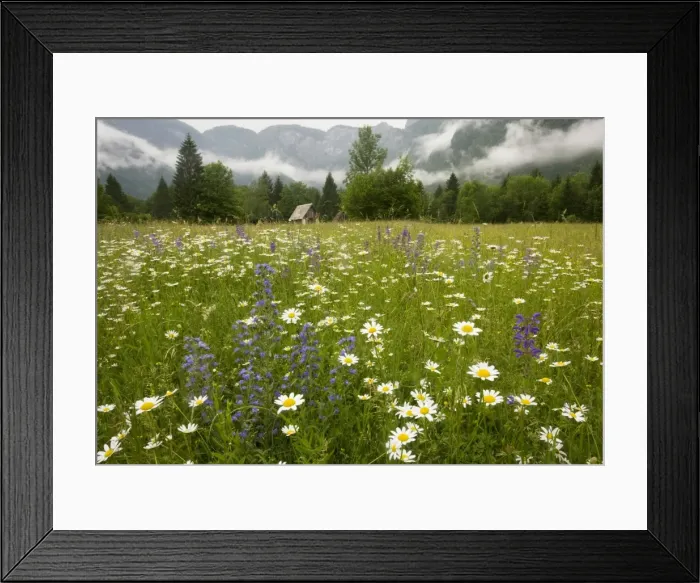 Framed Print : Flowery hay meadow in the misty Julian Alps, with Viper's Bugloss, Meadow Clary, Ox-eye Daisy etc. Triglav National Park, Slovenia Framed Print : Flowery hay meadow in the misty Julian Alps, with Viper's Bugloss, Meadow Clary, Ox-eye Daisy etc. Triglav National Park, Slovenia