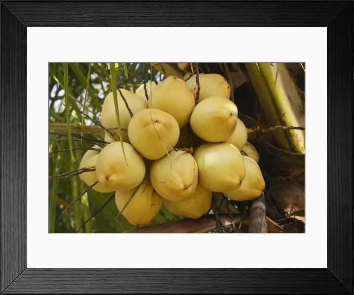 Framed Print : Coconut Palm - fruit. Bali - Indonesia Framed Print : Coconut Palm - fruit. Bali - Indonesia