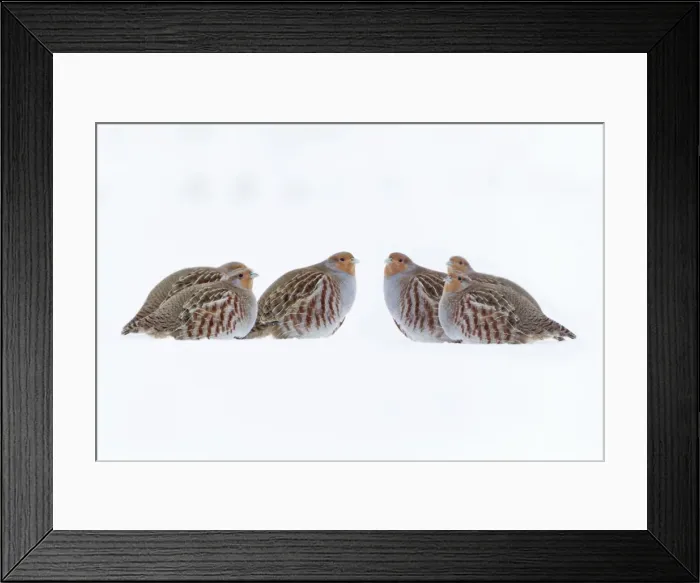 Framed Print : Grey / Common Partridge - covey resting on snow covered arable land - Lower Saxony - Germany Framed Print : Grey / Common Partridge - covey resting on snow covered arable land - Lower Saxony - Germany