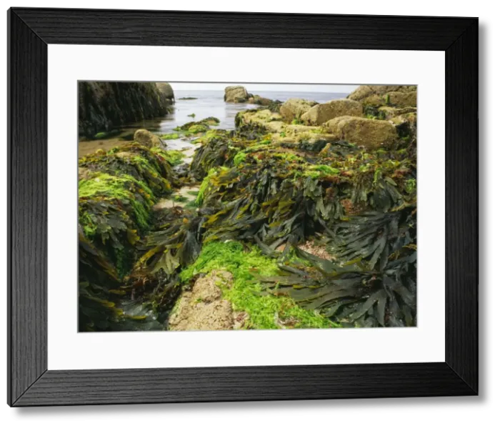 Framed Print : Seaweed - Mixed seaweed in granite rockpool. Brittany Ile Grande France Framed Print : Seaweed - Mixed seaweed in granite rockpool. Brittany Ile Grande France