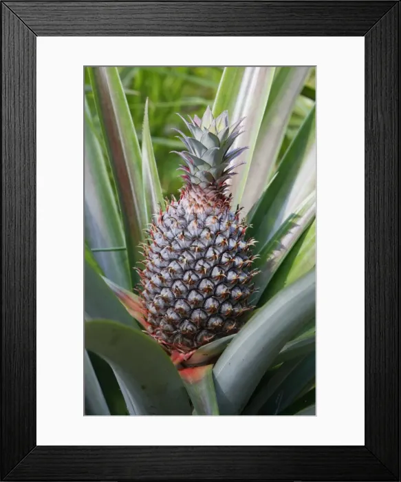 Framed Print : Pineapple - Bali - Indonesia Framed Print : Pineapple - Bali - Indonesia