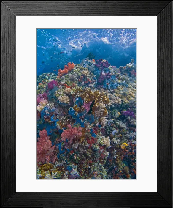 Framed Print : Coral reef scene - rich tropical reef with Sponges, Ascidians, Soft and Hard Corals - Water tempreture 29 degrees - Depth3 meters - Indonesia Framed Print : Coral reef scene - rich tropical reef with Sponges, Ascidians, Soft and Hard Corals - Water tempreture 29 degrees - Depth3 meters - Indonesia