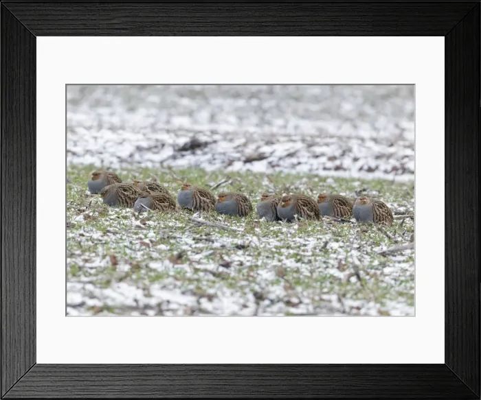 Framed Print : Grey / Common Partridge - covey resting on winter corn crop - Lower Saxony - Germany Framed Print : Grey / Common Partridge - covey resting on winter corn crop - Lower Saxony - Germany