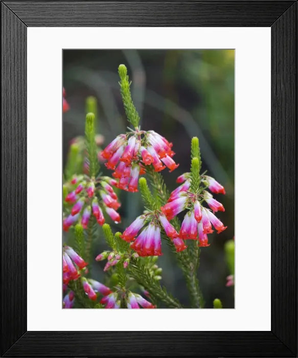 Framed Print : Elim heath ( Erica regia ), Cape area, South Africa Framed Print : Elim heath ( Erica regia ), Cape area, South Africa
