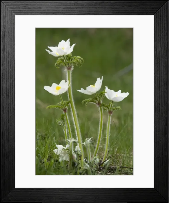 Framed Print : Alpine pasque flowers, white form (Pulsatilla alpina). French Alps