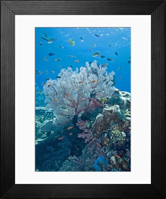 Framed Print : Coral scene - Raja Ampat - Indonesia Framed Print : Coral scene - Raja Ampat - Indonesia