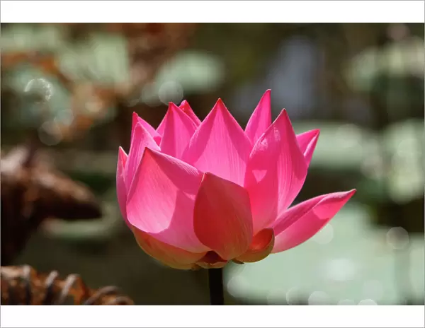 Indian lotus /  sacred lotus  /  bean of India  /  sacred waterlily