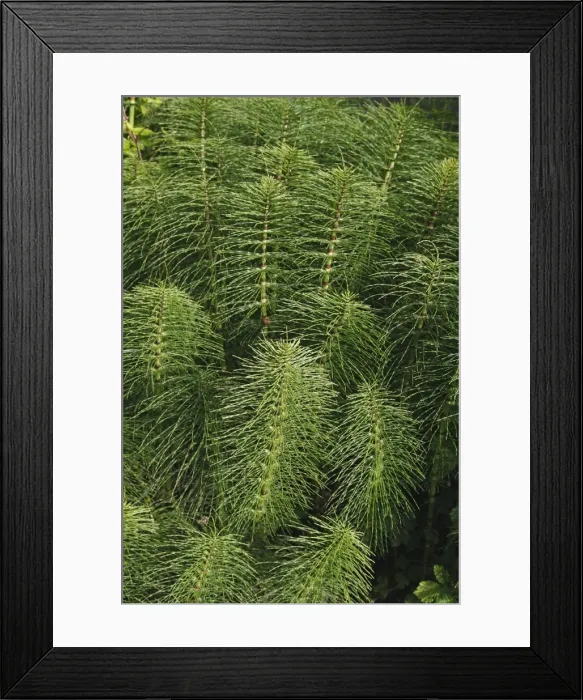 Framed Print : Horsetail. Princess Royal Island - British Columbia - Canada - Cathedral Grove Genus: Equisetum Framed Print : Horsetail. Princess Royal Island - British Columbia - Canada - Cathedral Grove Genus: Equisetum