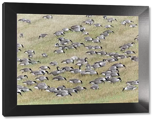 Canada Goose - flock feeding on field of stubble - autumn - Northumberland - England