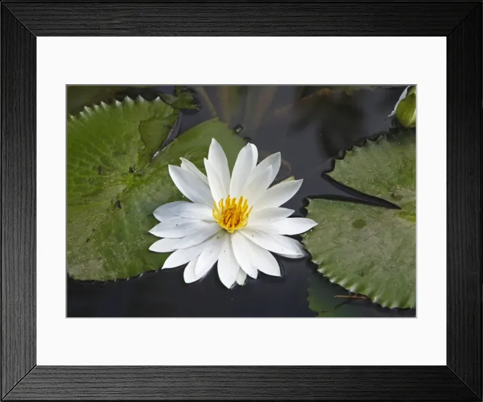 Framed Print : White waterlily. Bali - Indonesia Framed Print : White waterlily. Bali - Indonesia