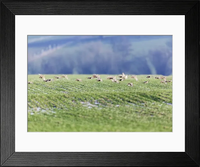 Framed Print : Grey / Common Partridge - covey flying over winter corn - Lower Saxony - Germany Framed Print : Grey / Common Partridge - covey flying over winter corn - Lower Saxony - Germany