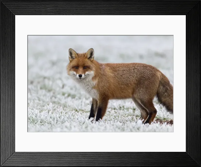Framed Print : European Fox - on frost covered field in winter - Lower Saxony - Germany Framed Print : European Fox - on frost covered field in winter - Lower Saxony - Germany