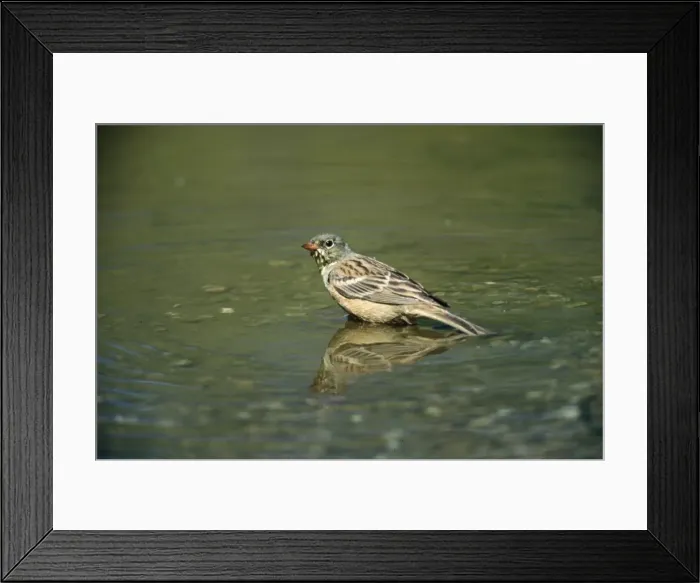 Framed Print : Ortolan Bunting - stood in water Framed Print : Ortolan Bunting - stood in water