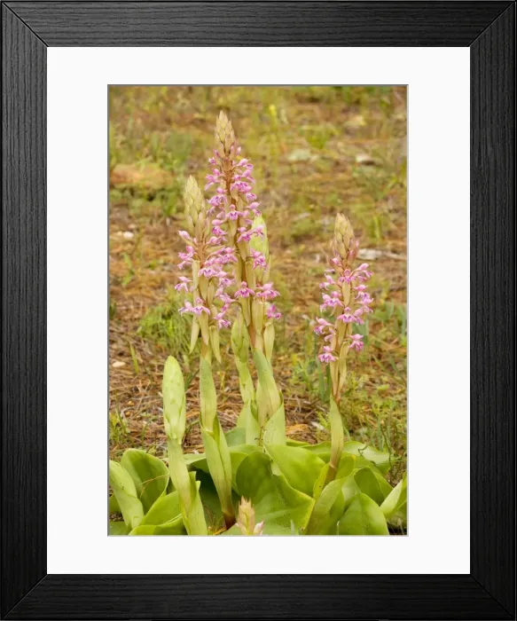Framed Print : South African Orchid