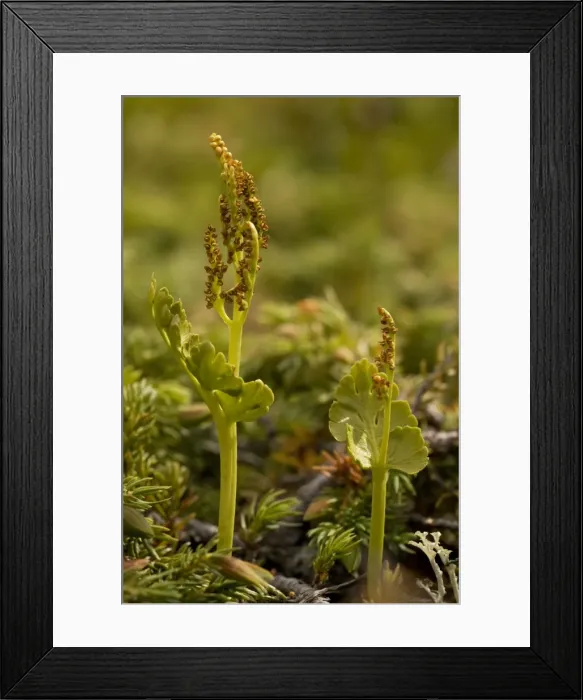 Framed Print : A northern species of moonwort (a fern) - Botrychium boreale- with fertile fronds. Norway Framed Print : A northern species of moonwort (a fern) - Botrychium boreale- with fertile fronds. Norway