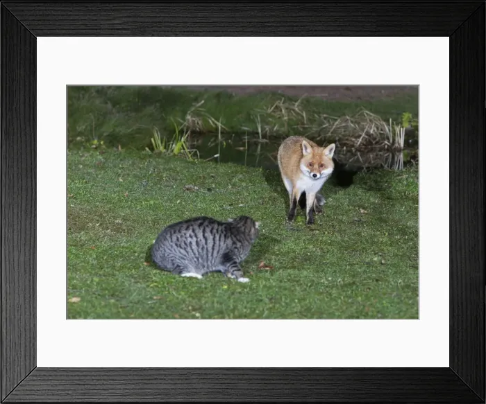 Framed Print : European Fox and Domestic Cat - confrontation in garden at night - Lower Saxony - Germany Framed Print : European Fox and Domestic Cat - confrontation in garden at night - Lower Saxony - Germany