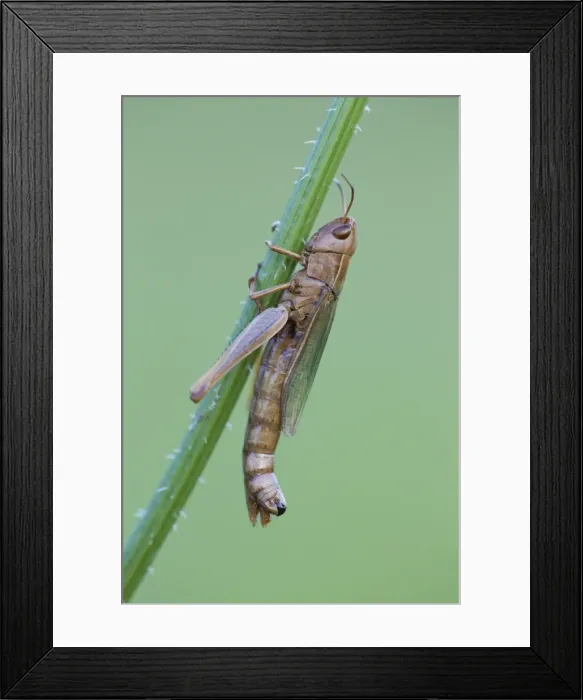 Framed Print : Meadow Grashopper - on plant stem - Lower Saxony - Germany Framed Print : Meadow Grashopper - on plant stem - Lower Saxony - Germany