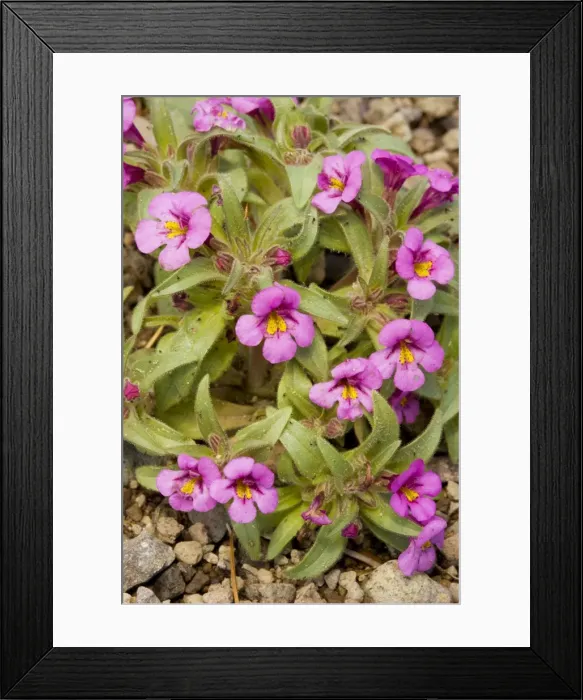 Framed Print : Skunky monkey-flower - near Winnemucca Lake in the Sierra Nevada, Carson Pass, California Framed Print : Skunky monkey-flower - near Winnemucca Lake in the Sierra Nevada, Carson Pass, California