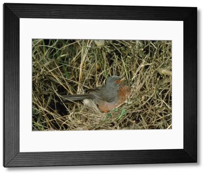 Framed Print : Dartford Warbler Framed Print : Dartford Warbler