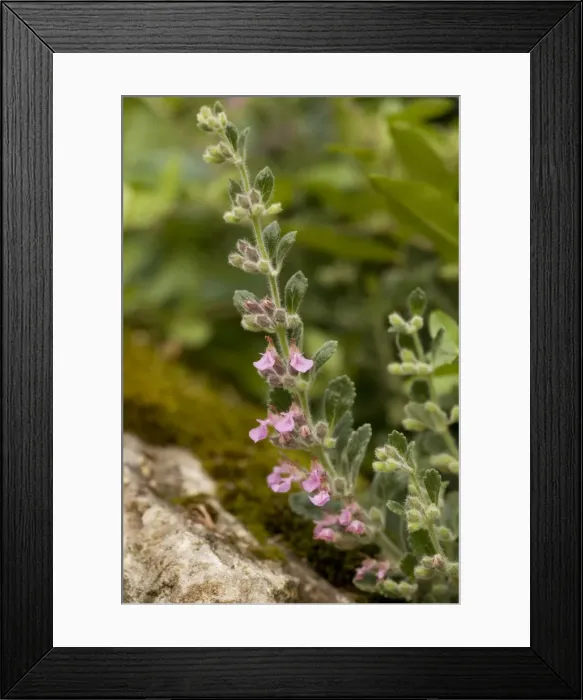 Framed Print : Wall germander (Teucrium chamaedrys); very rare in UK, also naturalised Framed Print : Wall germander (Teucrium chamaedrys); very rare in UK, also naturalised