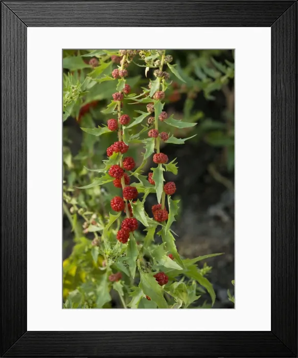 Framed Print : Strawberry sticks, or leafy goosefoot (Chenopodium foliosum). Garden Framed Print : Strawberry sticks, or leafy goosefoot (Chenopodium foliosum). Garden