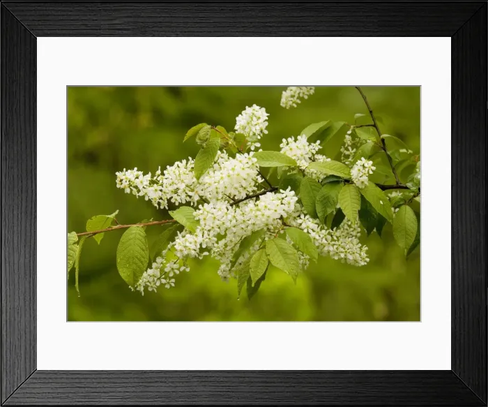 Framed Print : Bird cherry (Prunus padus) in flower, woodland edge Framed Print : Bird cherry (Prunus padus) in flower, woodland edge