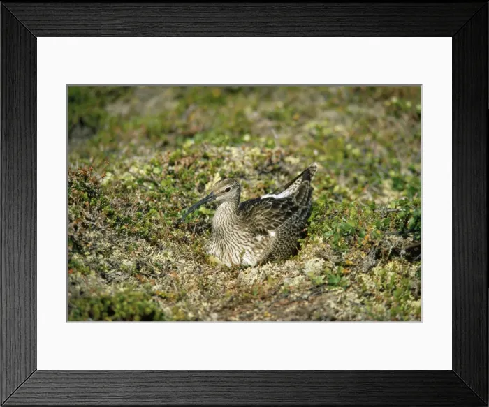 Framed Print : Whimbrel - on nest incubating - Norway Framed Print : Whimbrel - on nest incubating - Norway