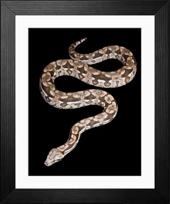 Framed Print : Dumeril's Boa - Madagascar Framed Print : Dumeril's Boa - Madagascar