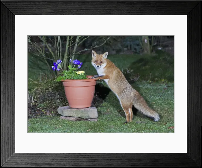 Framed Print : European Fox - searching for food in garden plant pot - Lower Saxony - Germany Framed Print : European Fox - searching for food in garden plant pot - Lower Saxony - Germany