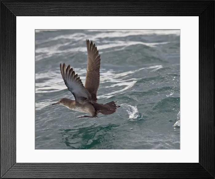 Framed Print : Balearic Shearwater - in flight - running on the sea to take off - Dorset UK - August Framed Print : Balearic Shearwater - in flight - running on the sea to take off - Dorset UK - August