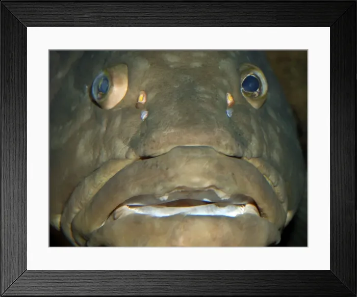 Framed Print : Longtooth Grouper, offshore Chinese and Japanese waters Framed Print : Longtooth Grouper, offshore Chinese and Japanese waters