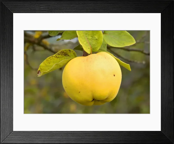 Framed Print : apple quince - ripe, yellow fruit of an apple quince on a quince tree in autumn - Baden-Wuerttemberg, Germany Framed Print : apple quince - ripe, yellow fruit of an apple quince on a quince tree in autumn - Baden-Wuerttemberg, Germany