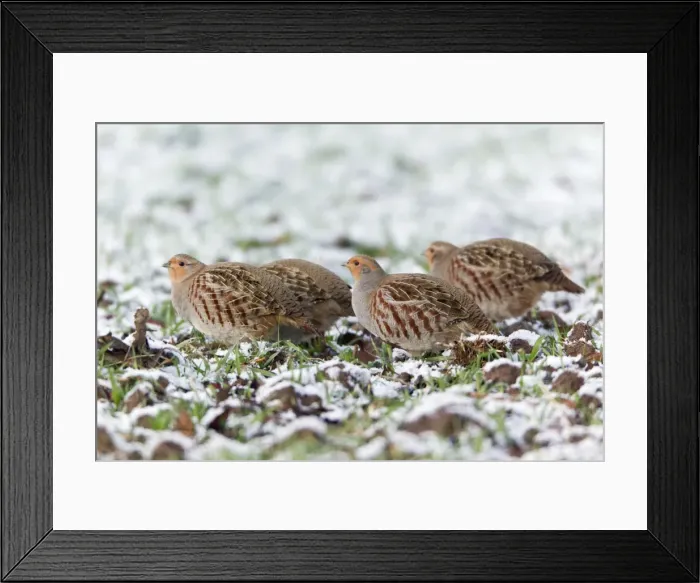 Framed Print : Grey / Common Partridge - covey feeding on winter corn - Lower Saxony - Germany Framed Print : Grey / Common Partridge - covey feeding on winter corn - Lower Saxony - Germany
