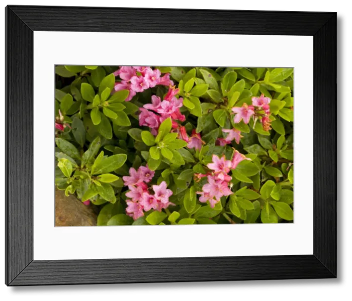 Framed Print : Hairy alpenrose (Rhododendron hirsutm), eastern Alps Framed Print : Hairy alpenrose (Rhododendron hirsutm), eastern Alps
