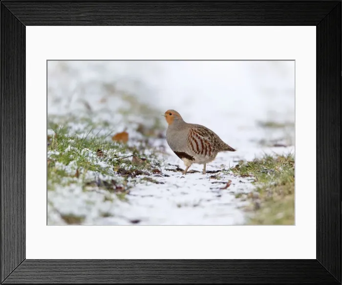 Framed Print : Grey / Common Partridge - crossing snow covered farm track - Lower Saxony - Germany Framed Print : Grey / Common Partridge - crossing snow covered farm track - Lower Saxony - Germany