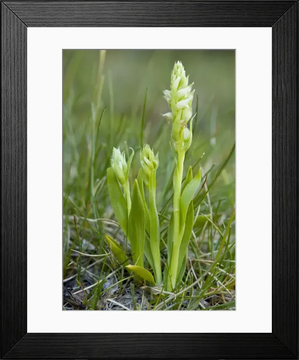 Framed Print : Irish Lady's-tresses (Spiranthes romanzoffiana); extremely rare orchid in western British Isles Framed Print : Irish Lady's-tresses (Spiranthes romanzoffiana); extremely rare orchid in western British Isles