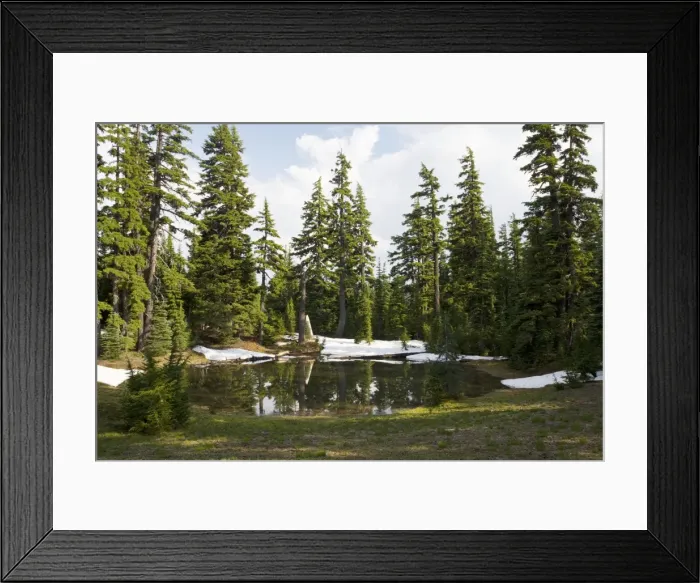 Framed Print : Mountain Hemlock (Tsuga mertensiana) by mountain lake near Sisters, Cascade Mountains, Oregon Framed Print : Mountain Hemlock (Tsuga mertensiana) by mountain lake near Sisters, Cascade Mountains, Oregon
