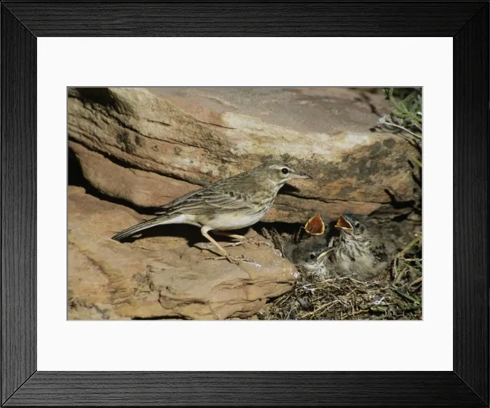 Framed Print : Long-billed / Nicholson's Pipit - at nest with young Framed Print : Long-billed / Nicholson's Pipit - at nest with young