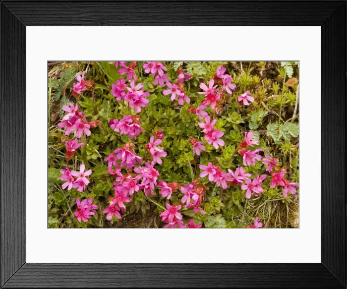 Framed Print : Cliff-Primrose / Smooth Douglasia (Douglasia laevigata), Hurricane Ridge, Olympic National Park, Washington Framed Print : Cliff-Primrose / Smooth Douglasia (Douglasia laevigata), Hurricane Ridge, Olympic National Park, Washington