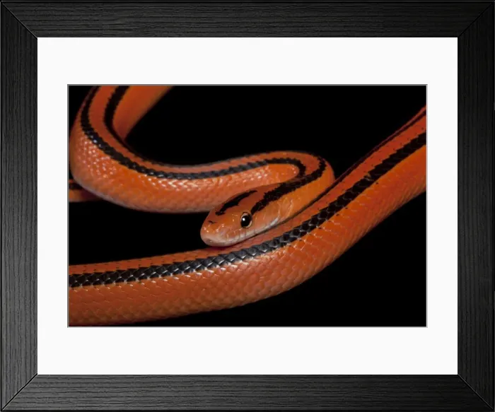 Framed Print : Black-banded Trinket Snake / Thai Bamboo Ratsnake / Red Mountain Racer - Asia Framed Print : Black-banded Trinket Snake / Thai Bamboo Ratsnake / Red Mountain Racer - Asia